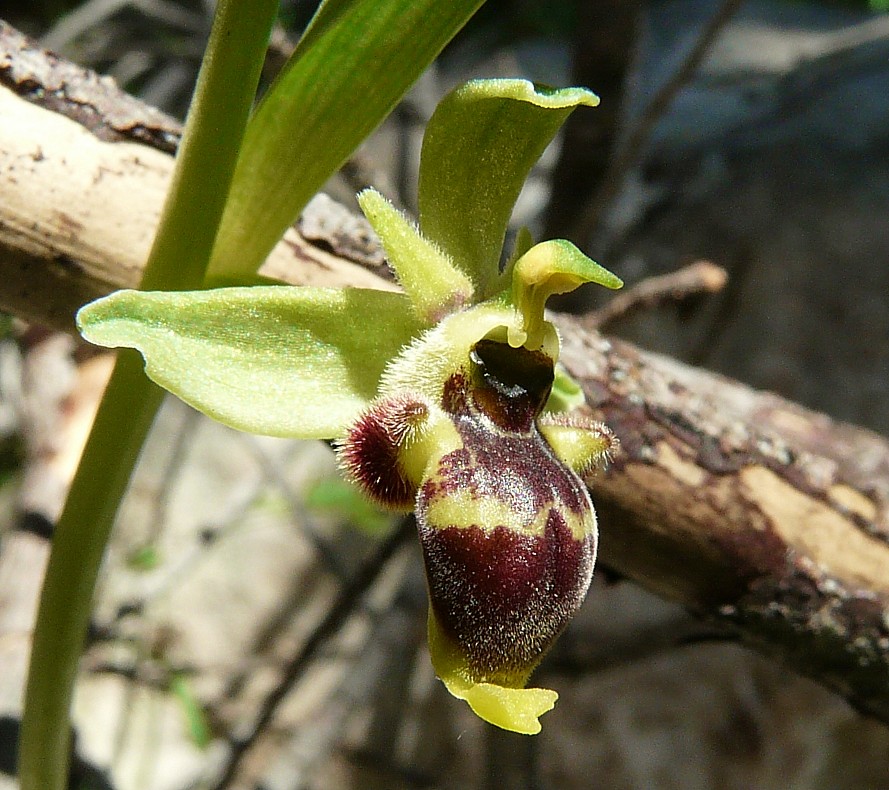 Ophrys scolopax